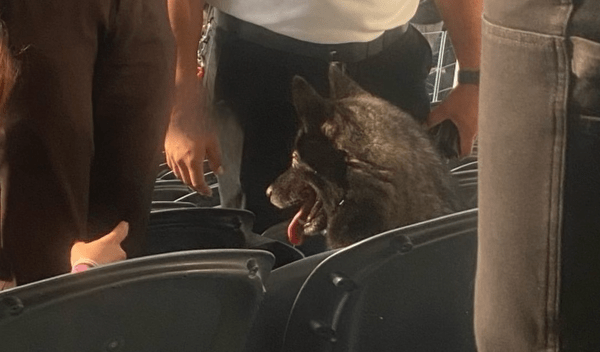 Οι Metallica έχουν και τετράποδους «φαν»- Σκύλος παρακολούθησε συναυλία τους