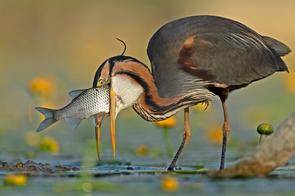 ΕΠΕΞ Photography awards