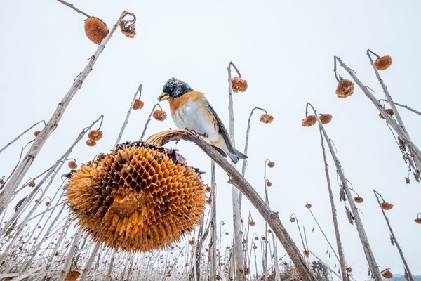 ΕΠΕΞ Photography awards