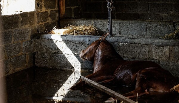 Θεσσαλία: Εκτιμάται ότι πνίγηκαν περίπου 100.000 ζώα- Όσα σώθηκαν, κινδυνεύουν να πεθάνουν από ασιτία