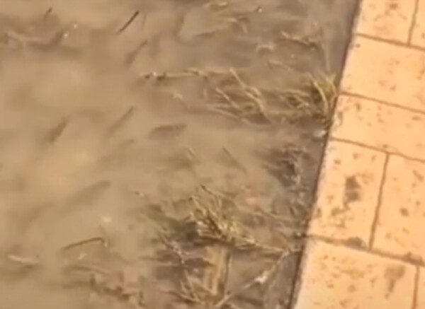 Λάρισα: Ψάρια κολυμπούν δίπλα στα πεζοδρόμια της Γιάννουλης
