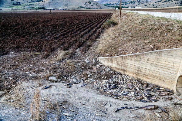 Νεκρά ψάρια στους δρόμους περιοχών της Θεσσαλίας μετά τις πλημμύρες