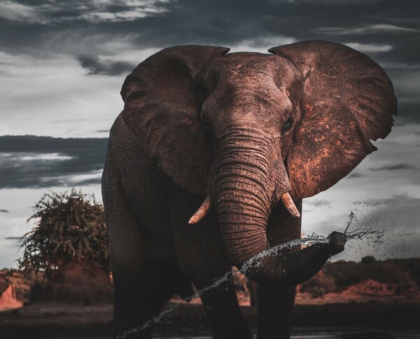 Ελέφαντες μεταναστεύουν μαζικά λόγω του θερμικού στρες από την κλιματική αλλαγή 