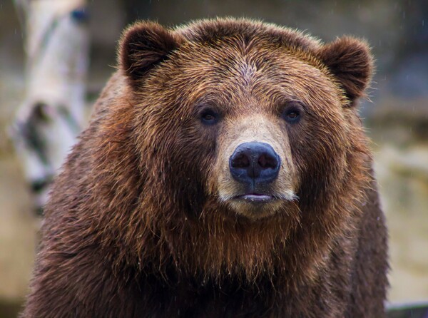 Αρκούδα επιτέθηκε σε βοσκό στη Φθιώτιδα