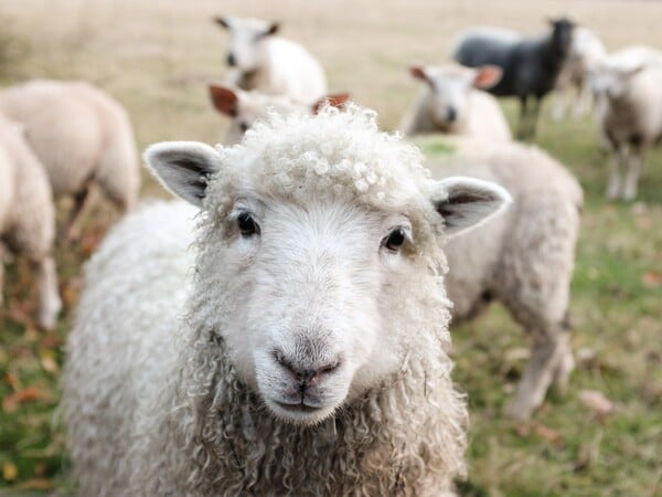 Μαγνησία: Πρόβατα έφαγαν 100 κιλά κάνναβη