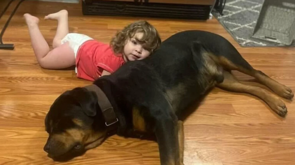 Κορίτσι 2 ετών έφυγε από το σπίτι, βρέθηκε να κοιμάται στο δάσος, με τον σκύλο της για μαξιλάρι