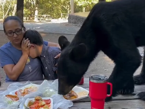 Έκαναν πικνίκ, αρκούδα ανέβηκε στο τραπέζι- «Πάγωσαν» μια γυναίκα και ένα παιδί