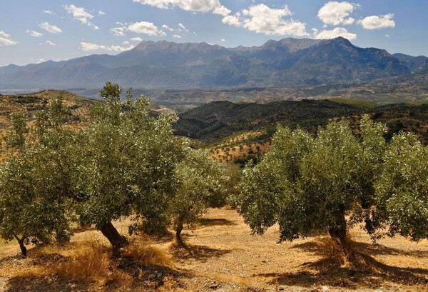 Το πανάκριβο, μονάκριβο ελαιόλαδο