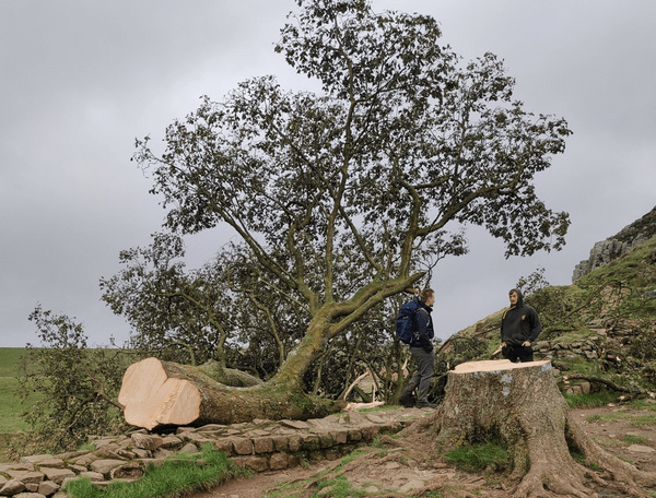 Βρετανία: Συνελήφθη 16χρονος για το κόψιμο του δέντρου των «Ρομπέν των Δασών»