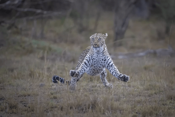 Comedy Wildlife Photography Awards: Τα ζώα στις καλύτερές του πόζες