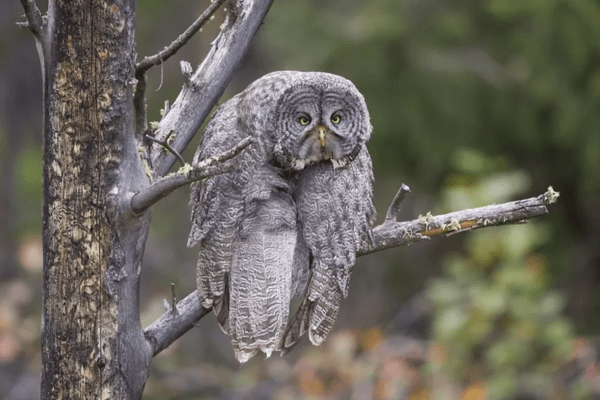 Comedy Wildlife Photography Awards: Τα ζώα στις καλύτερές του πόζες