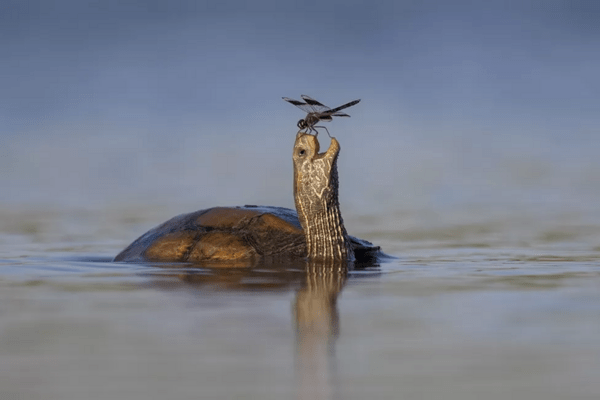 Comedy Wildlife Photography Awards: Τα ζώα στις καλύτερές του πόζες