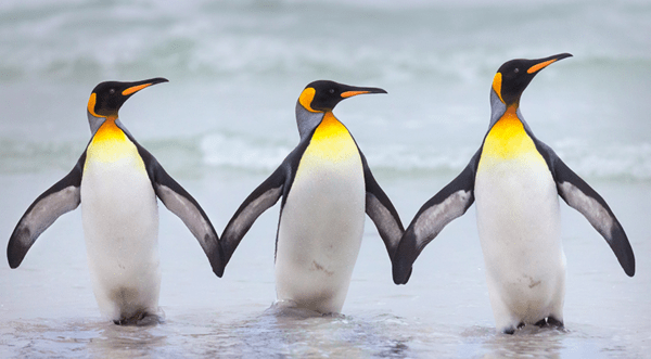 Comedy Wildlife Photography Awards: Τα ζώα στις καλύτερές του πόζες