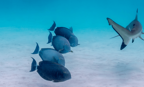 Comedy Wildlife Photography Awards: Τα ζώα στις καλύτερές του πόζες