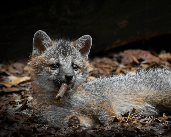 Comedy Wildlife Photography Awards: Τα ζώα στις καλύτερές του πόζες