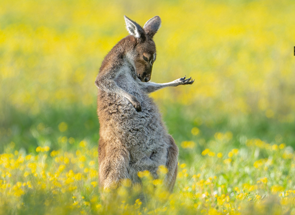 Comedy Wildlife Photography Awards: Τα ζώα στις καλύτερές του πόζες