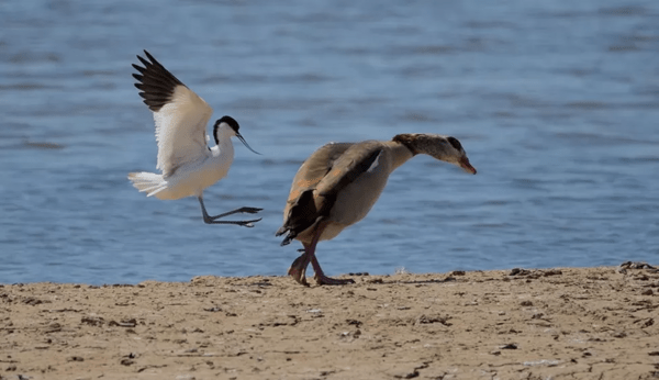 Comedy Wildlife Photography Awards: Τα ζώα στις καλύτερές του πόζες