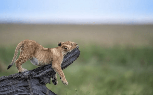 Comedy Wildlife Photography Awards: Τα ζώα στις καλύτερές του πόζες