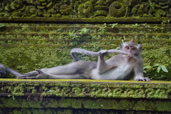 Comedy Wildlife Photography Awards: Τα ζώα στις καλύτερές του πόζες