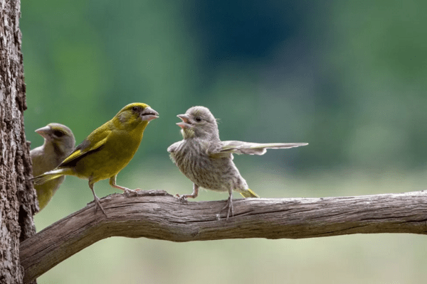 Comedy Wildlife Photography Awards: Τα ζώα στις καλύτερές του πόζες