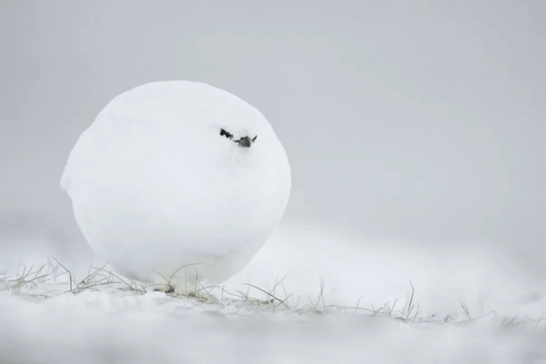 Comedy Wildlife Photography Awards: Τα ζώα στις καλύτερές του πόζες