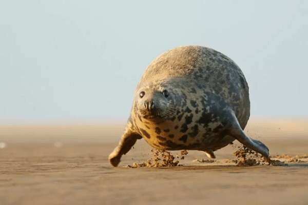 Comedy Wildlife Photography Awards: Τα ζώα στις καλύτερές του πόζες