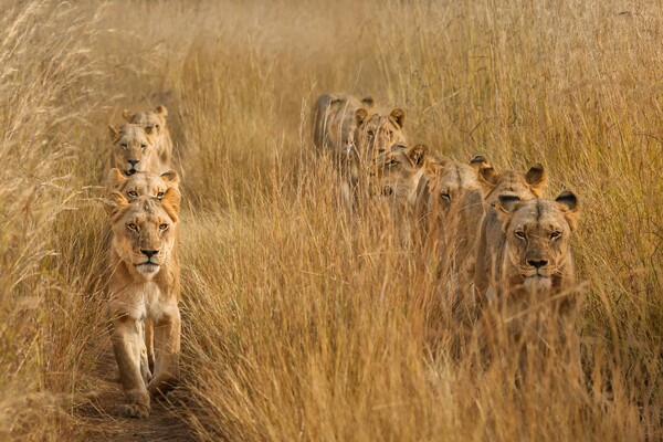 Siena photo awards 2023