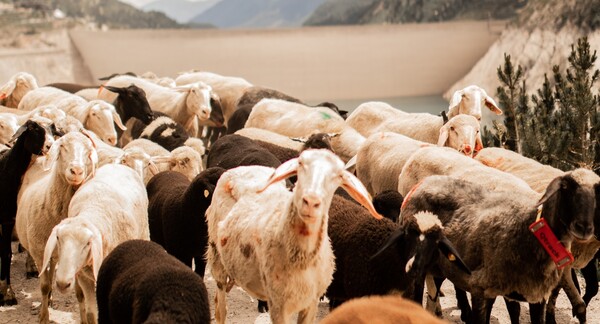 Τρεις συλλήψεις για ζωοκλοπές στο Ηράκλειο: Άρπαξαν 61 πρόβατα