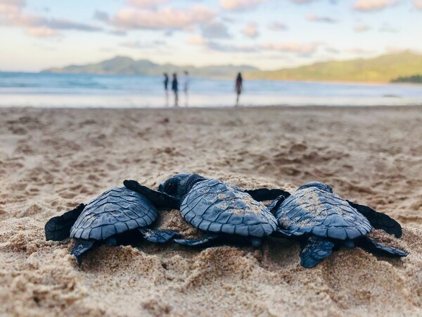 Φθιώτιδα: Nεκρές θαλάσσιες χελώνες ξεβράστηκαν σε παραλίες