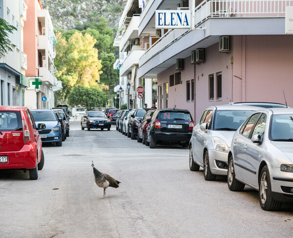 'Ενα παγώνι στην πρωινή του βόλτα