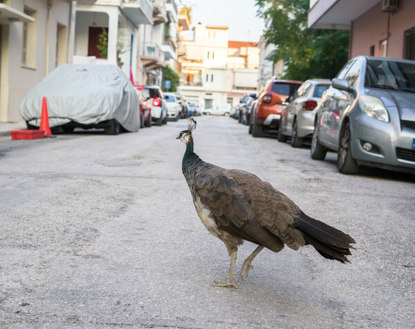 'Ενα παγώνι στην πρωινή του βόλτα