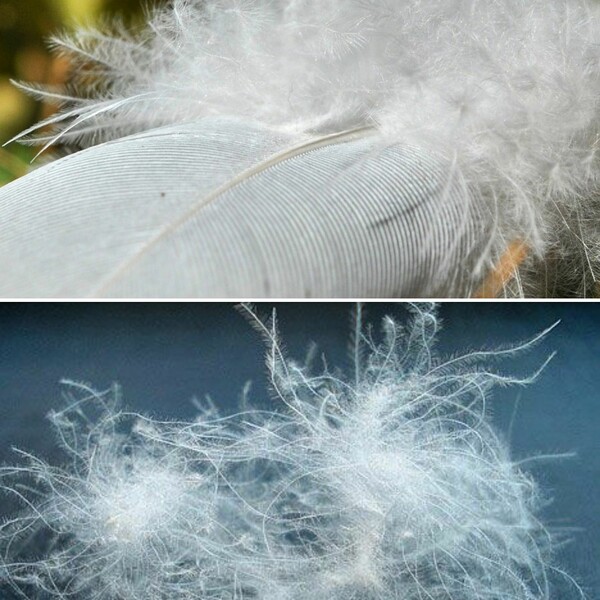 Στην Poohy, παπλώματα και μαξιλάρια φτιάχνονται στο χέρι- και το πούλουλο παίζει τελικά τεράστια σημασία