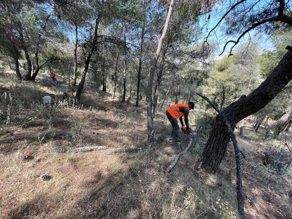 Δάση: διαχείριση και προστασία με χρηματιστήριο ρύπων