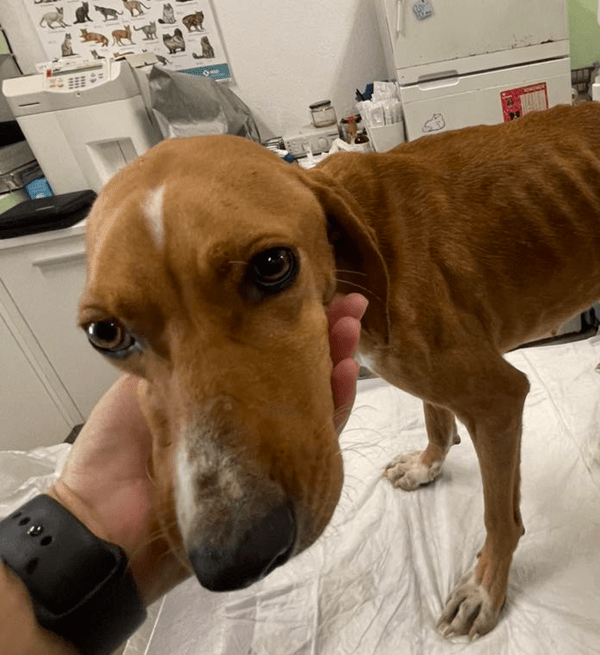 Χαλκιδική: Νέα καταγγελία για κακοποίηση σκύλου- Έδεσαν σύρμα στην κοιλιά του ζώου