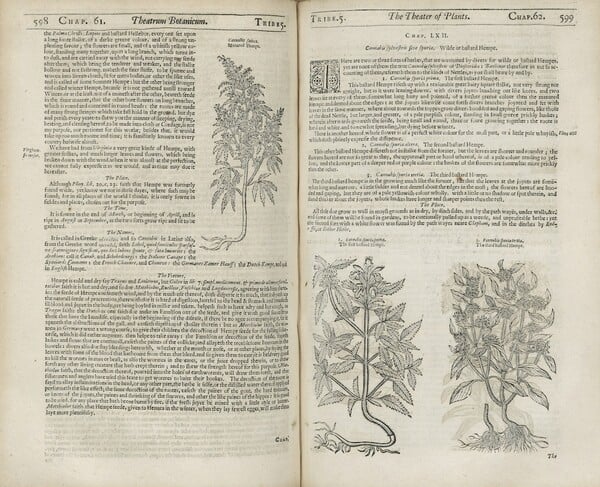 Το αξιοθαύμαστο βότανο: Μια μικρή ιστορία για το πως η Μεγάλη Βρετανία ανακάλυψε την κάνναβη