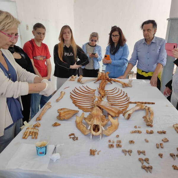 Ανασύνθεσαν σκελετό αρκούδας που πέθανε από δηλητηριασμένο δόλωμα