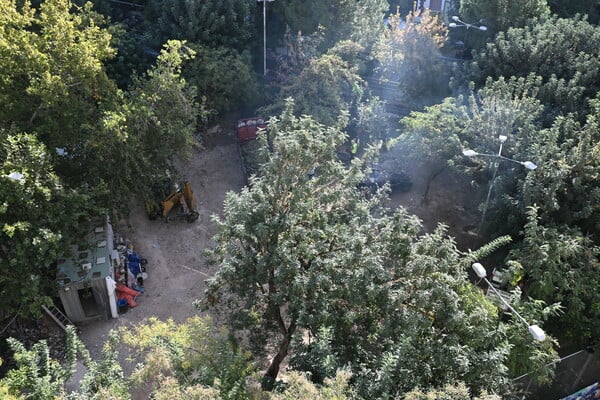 Η ανακοίνωση για δέντρα