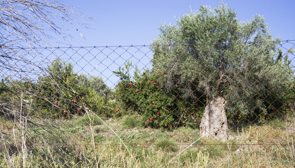 Είναι η τρελή ροδιά;