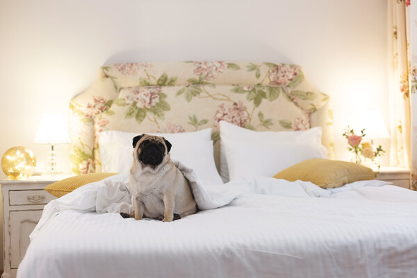 Luxury Studios and Apartments Gatto Perso