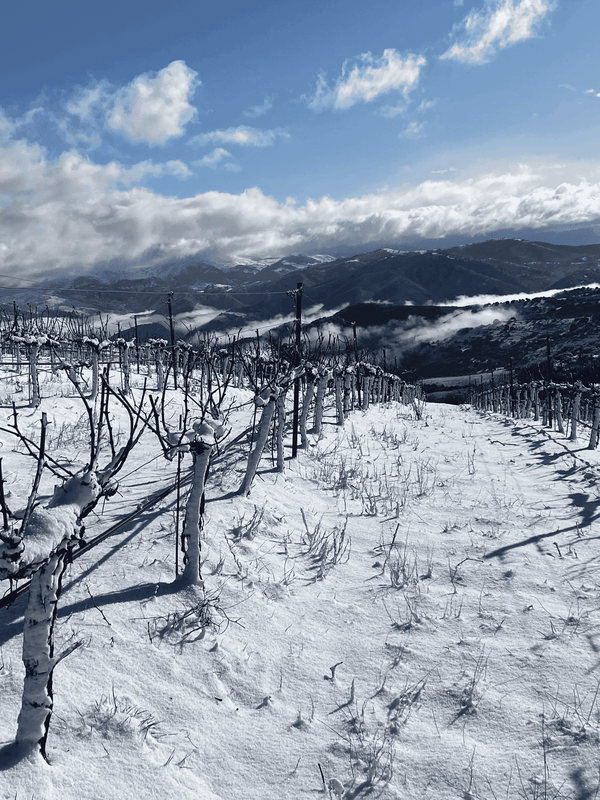 Αθήρι Αμπελώνων Αντωνόπουλου: Η ορεινή Αχαΐα δίνει μια ποικιλία που βραβεύεται σε παγκόσμιους διαγωνισμούς κρασιού