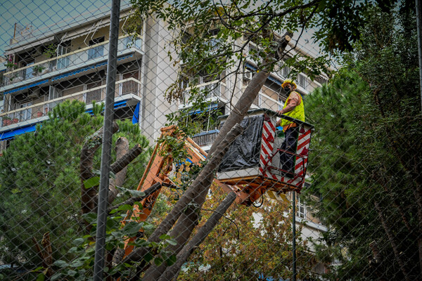 Εξάρχεια - Ριζάρη: συμβαίνουν «δενδροκτονίες» στην Αθήνα;