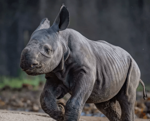 Η στιγμή της γέννησης σπάνιου μαύρου ρινόκερου 