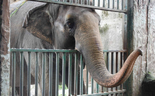 Πέθανε ο «πιο θλιμμένος» ελέφαντας- Η Μάλι έζησε μόνη σχεδόν όλη τη ζωή της