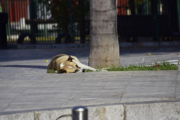 Επίθεση 50χρονου σε αδέσποτους σκύλους στη Θεσσαλονίκη 