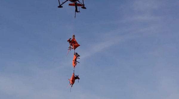 Ελάφια στον αέρα- Τα μετέφερε ελικόπτερο, για να υποβληθούν σε εξετάσεις