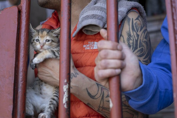 Οι γάτες που γεμίζουν τη μεγαλύτερη φυλακή της Χιλής και αλλάζουν τη ζωή των κρατουμένων
