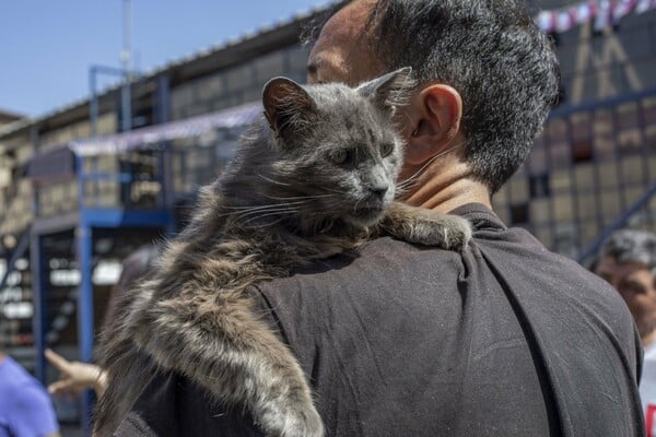 Οι γάτες που γεμίζουν τη μεγαλύτερη φυλακή της Χιλής και αλλάζουν τη ζωή των κρατουμένων
