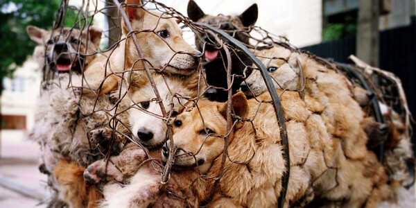 Η Νότια Κορέα απαγορεύει δια νόμου τη σφαγή σκύλων για κατανάλωση του κρέατος