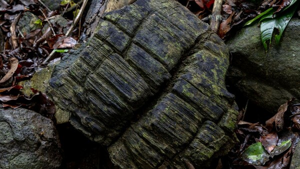 Ανακαλύφθηκε σε νησί του Παναμά απολιθωμένο δάσος 23 εκατομμυρίων ετών 