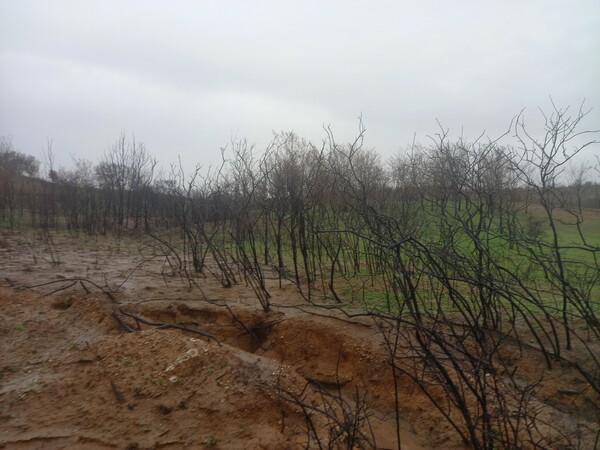 Έβρος: Μελέτη αποκατάστασης δασών από το WWF